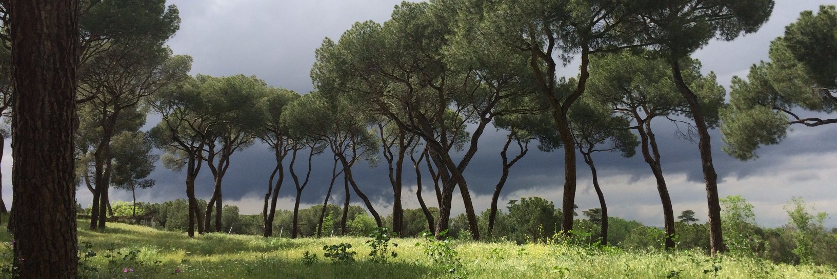 Emma Graham-Harrison banner