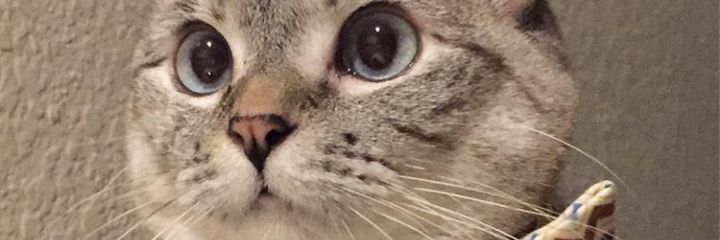 cuwieed's profile banner image