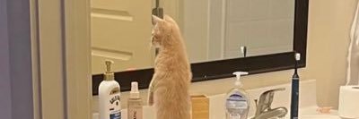 Juden Peterstein banner