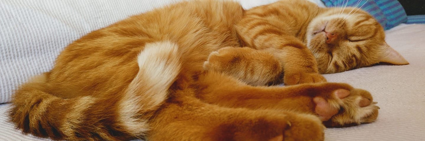 Gataqueladra's profile banner image