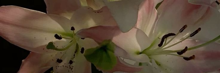Meriivj's profile banner image
