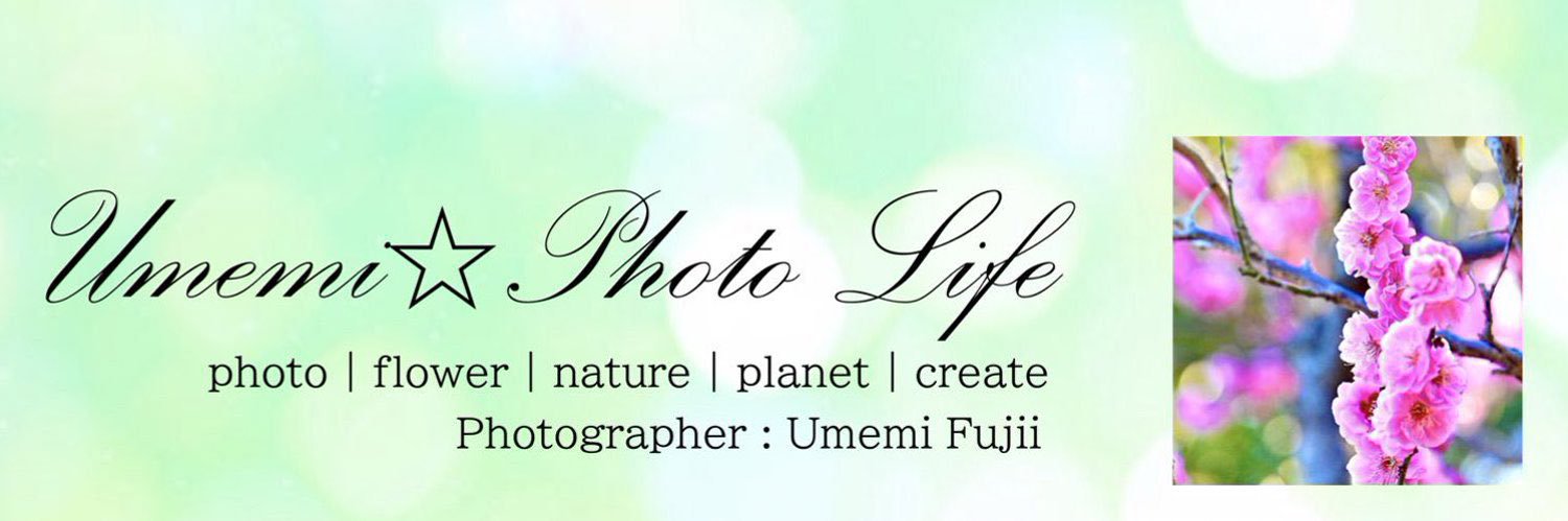 梅美II's banner