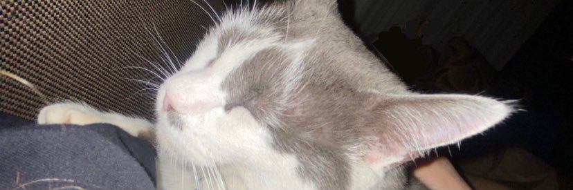 roo_regis's profile banner image