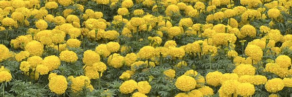 flyboytothesun Profile Banner