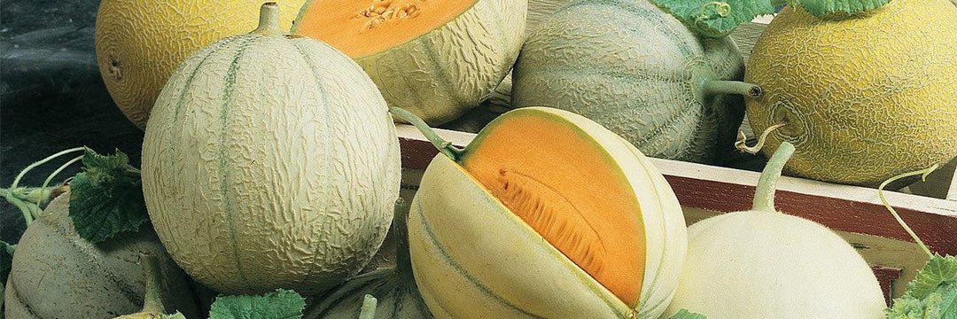 Melon banner