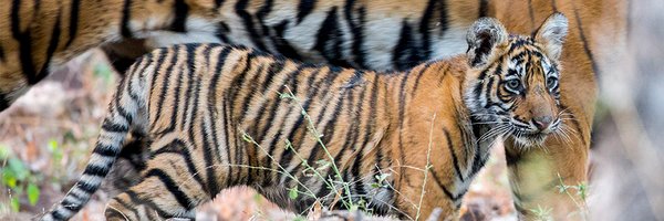 TigerTimeNow Profile Banner