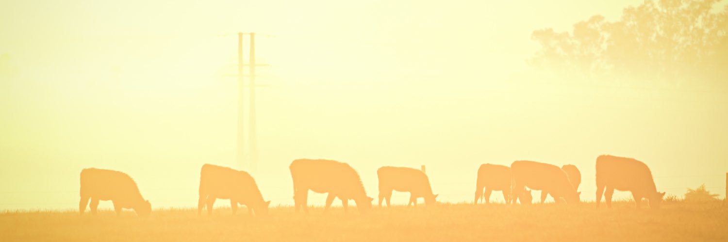 BrunoSauco6's profile banner image
