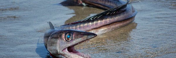 monachinae Profile Banner