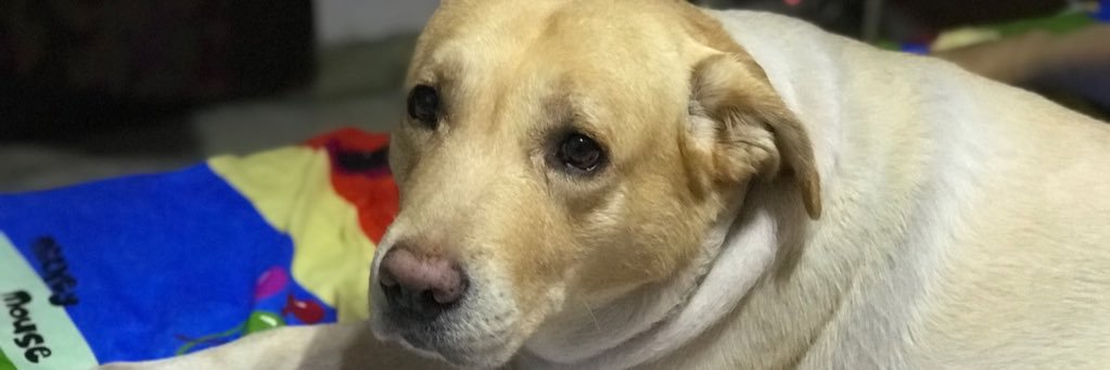 Rahul Shandilya banner