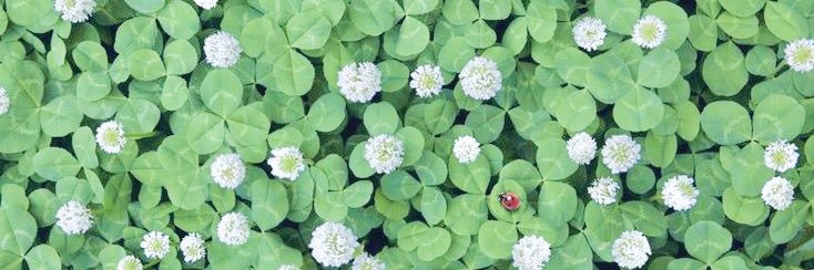 Clovie 🍀 banner