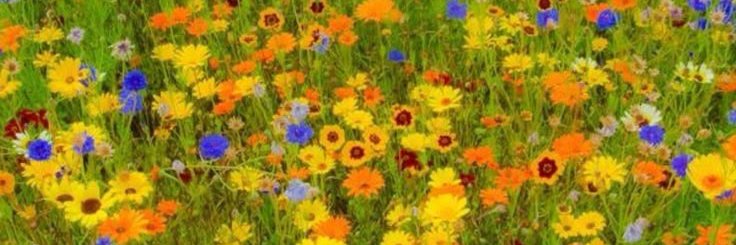 Mirabelle Rouge banner