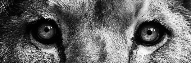 mrnoahthomas's profile banner image