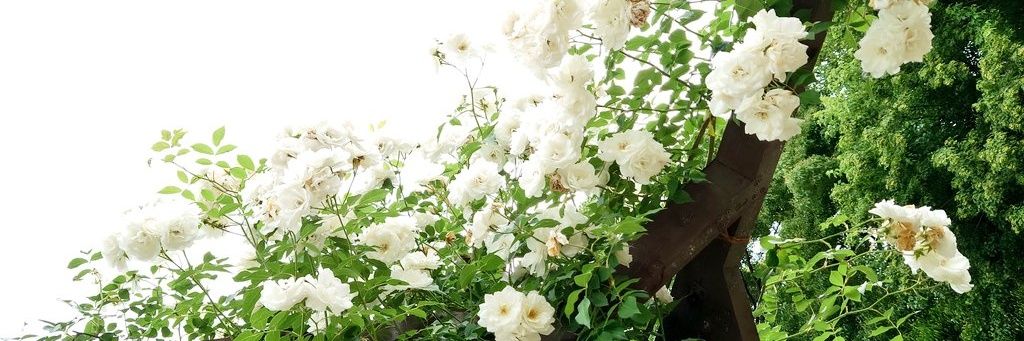 ｍａｋｏ🦓 banner