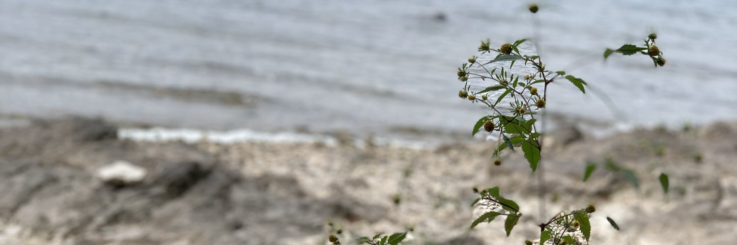 dixina3's profile banner image