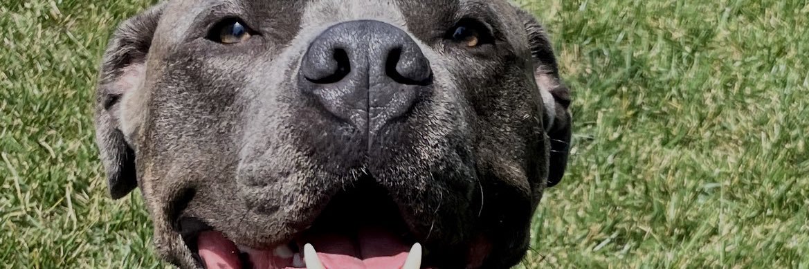 niniiboo's profile banner image