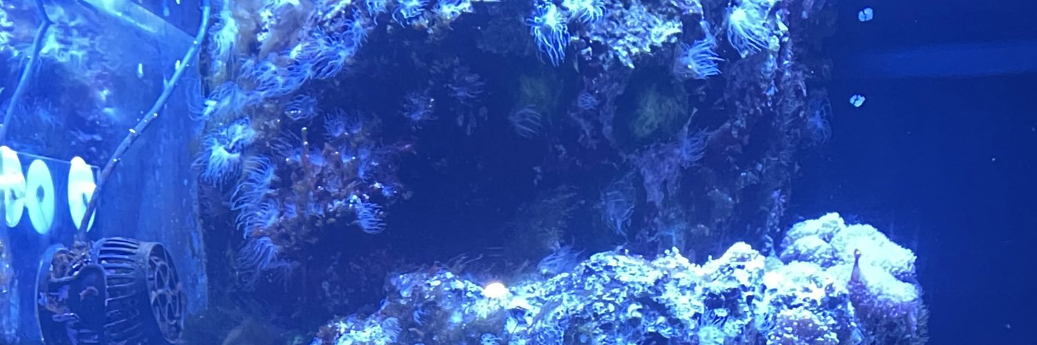 zllis0's profile banner image