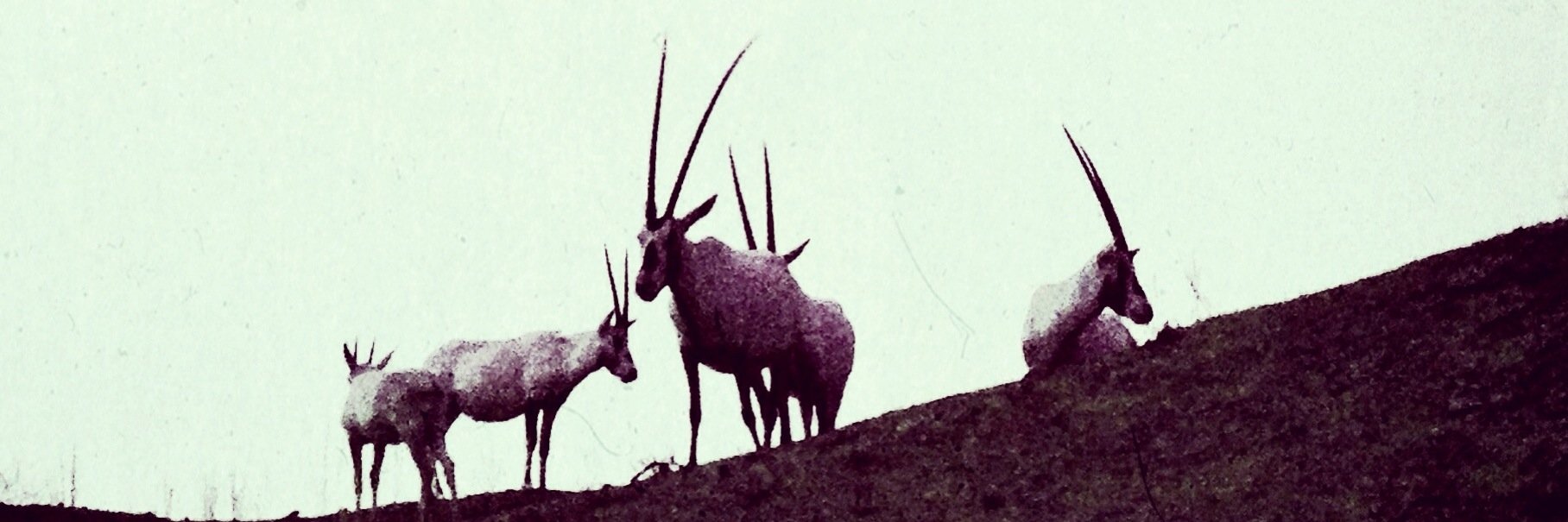 AlanoodBk's profile banner image