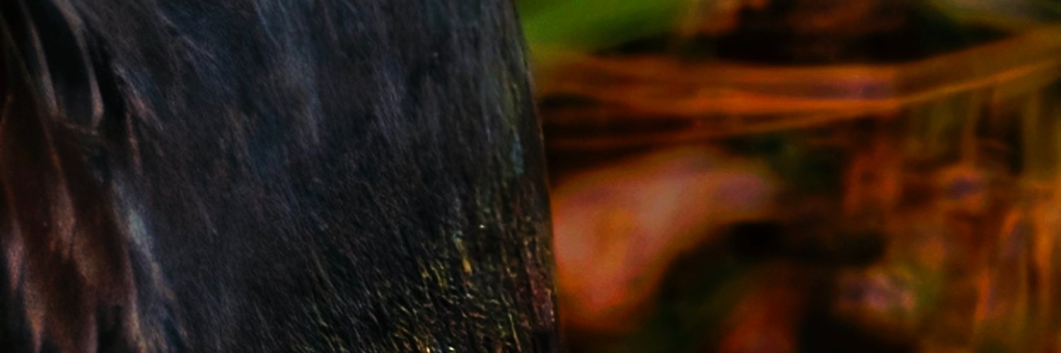 Kyle Takeover! banner