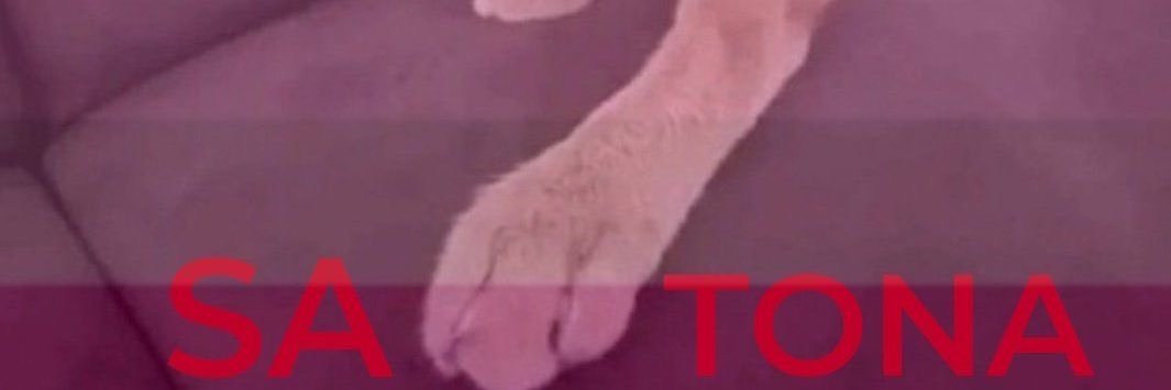 damndoroothea's profile banner image