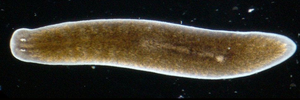 WormSurgeon's profile banner image