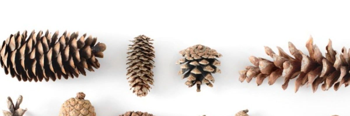 Colloidal Cortex banner