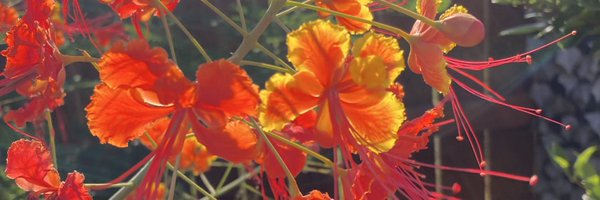 AlwaysTexas1970 Profile Banner