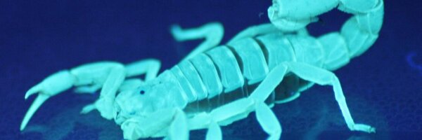 9ToeMcCliptoe Profile Banner