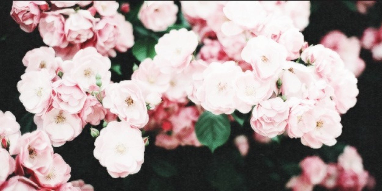 LizBellaMarie's profile banner image