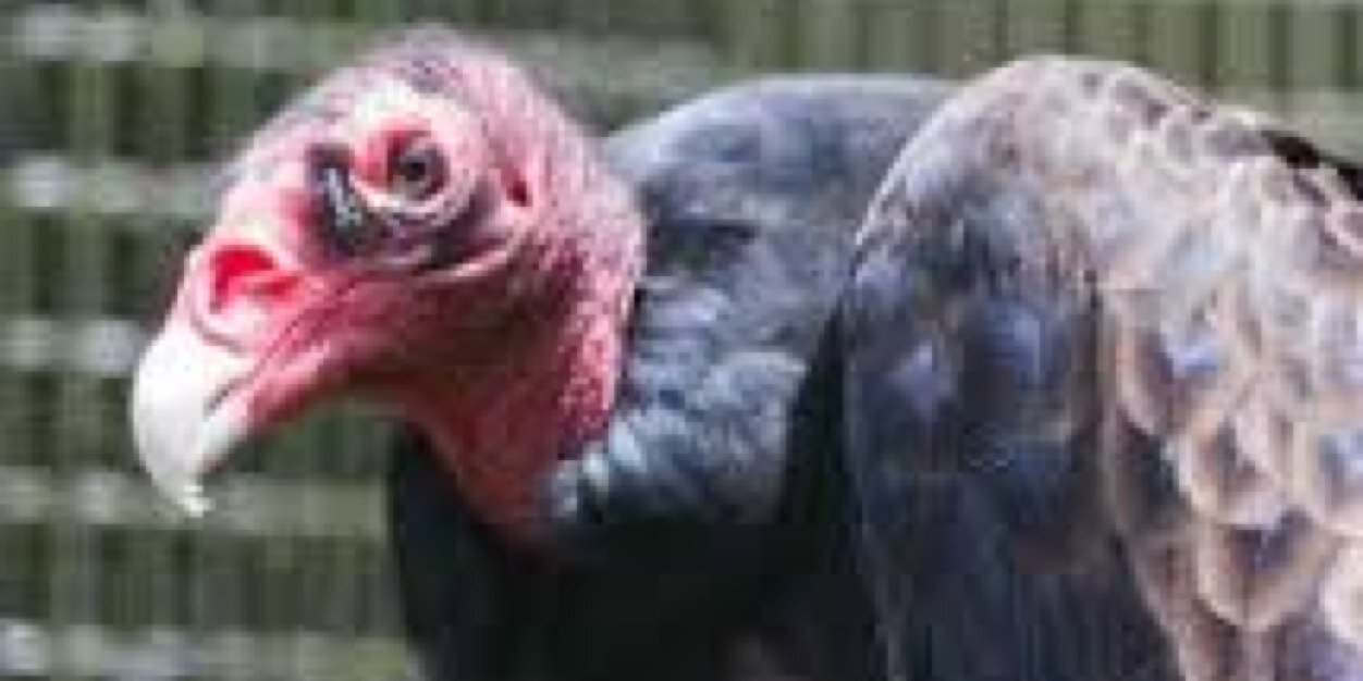helpfulbuzzard's profile banner image