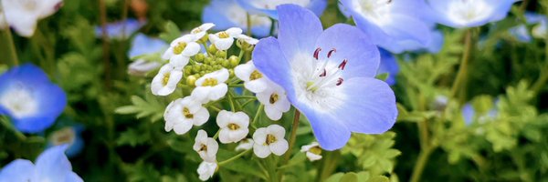 Fukuda_tofu Profile Banner