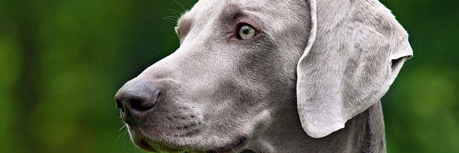 caortizleiva's profile banner image