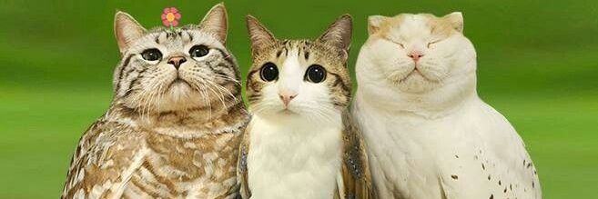 Birdbrain's banner