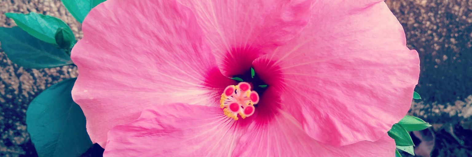 ShivaliBari's profile banner image