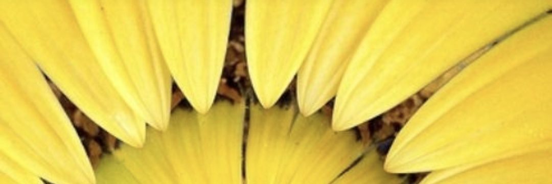 whitedogblackeye banner