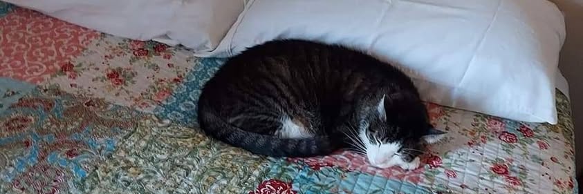 🏖ӄคՇ🏝 banner