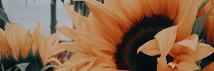 sisimaldonado's profile banner image
