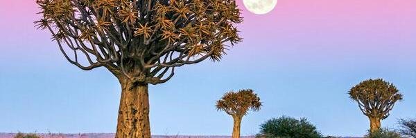 Masibaku's profile banner image