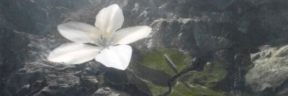 arc4diia's profile banner image