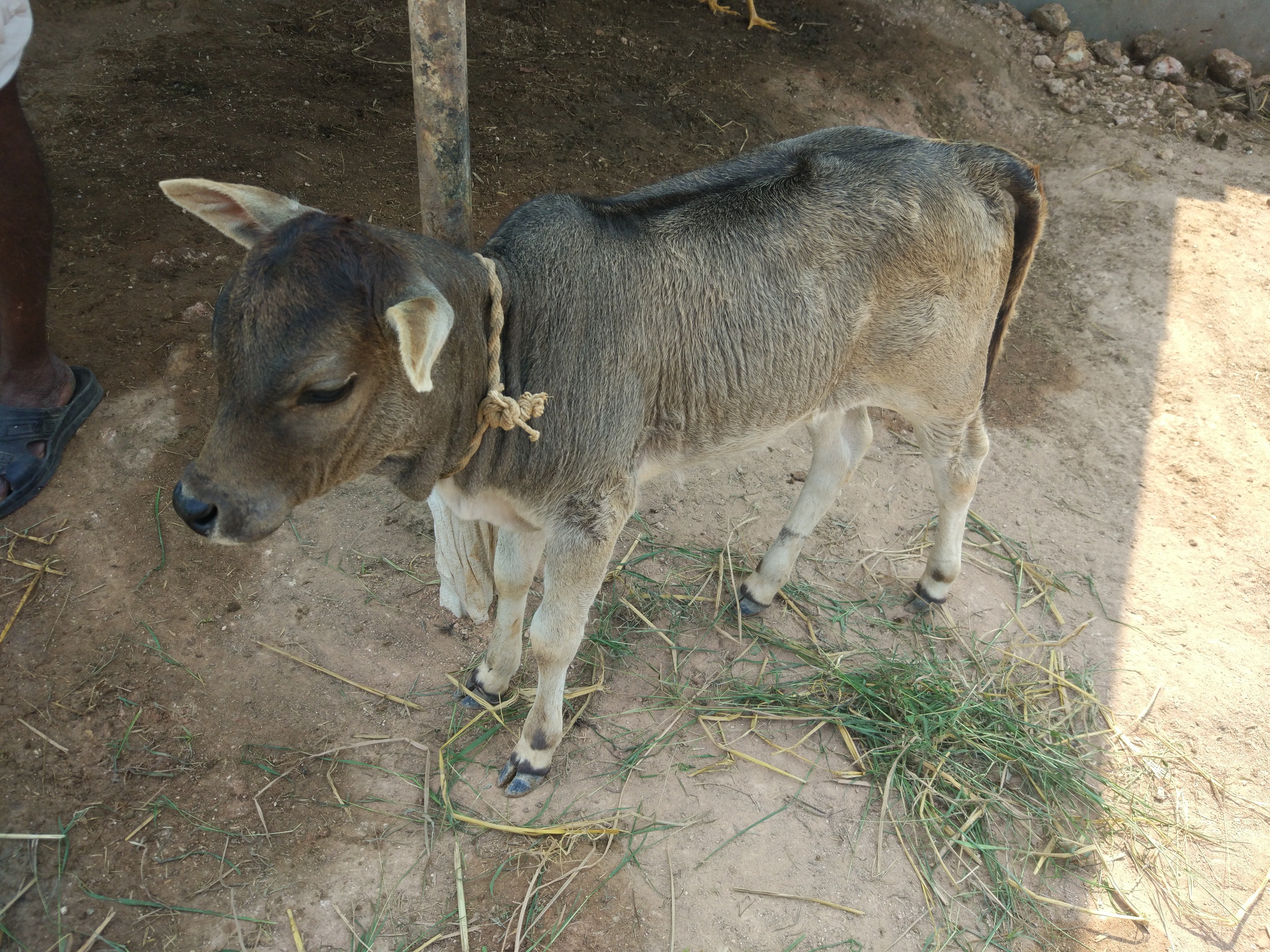 N Phani K Raaja banner