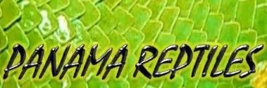 panamareptiles's profile banner image