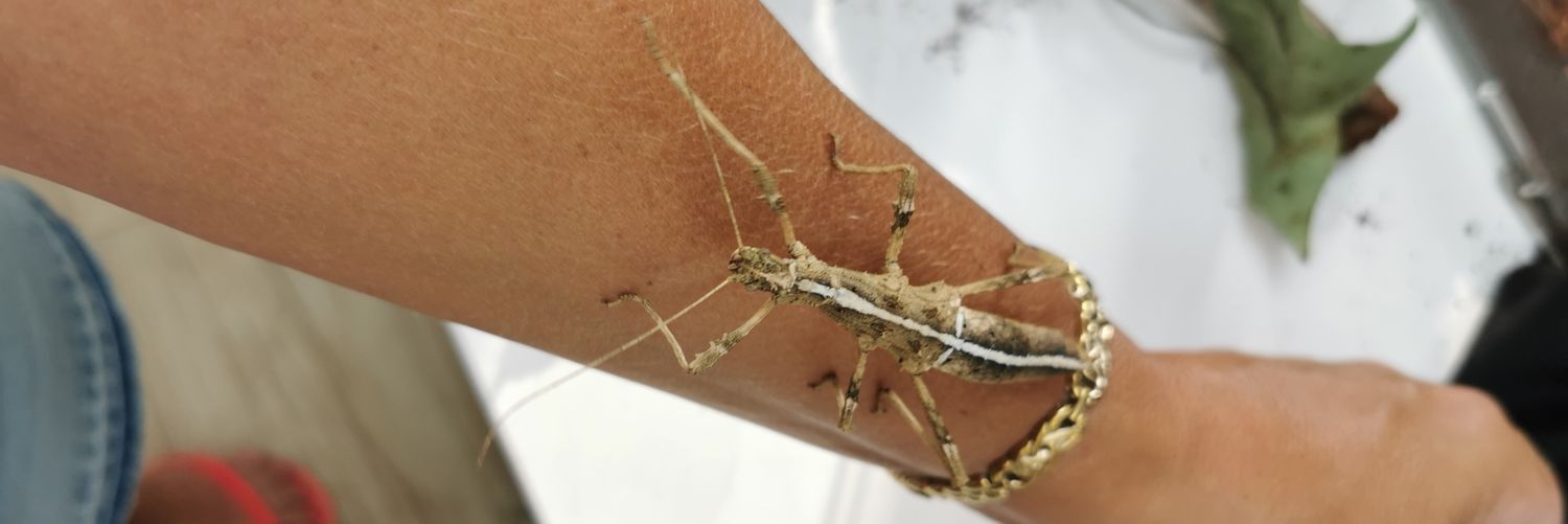 Lady Susan Of Stroodshire banner