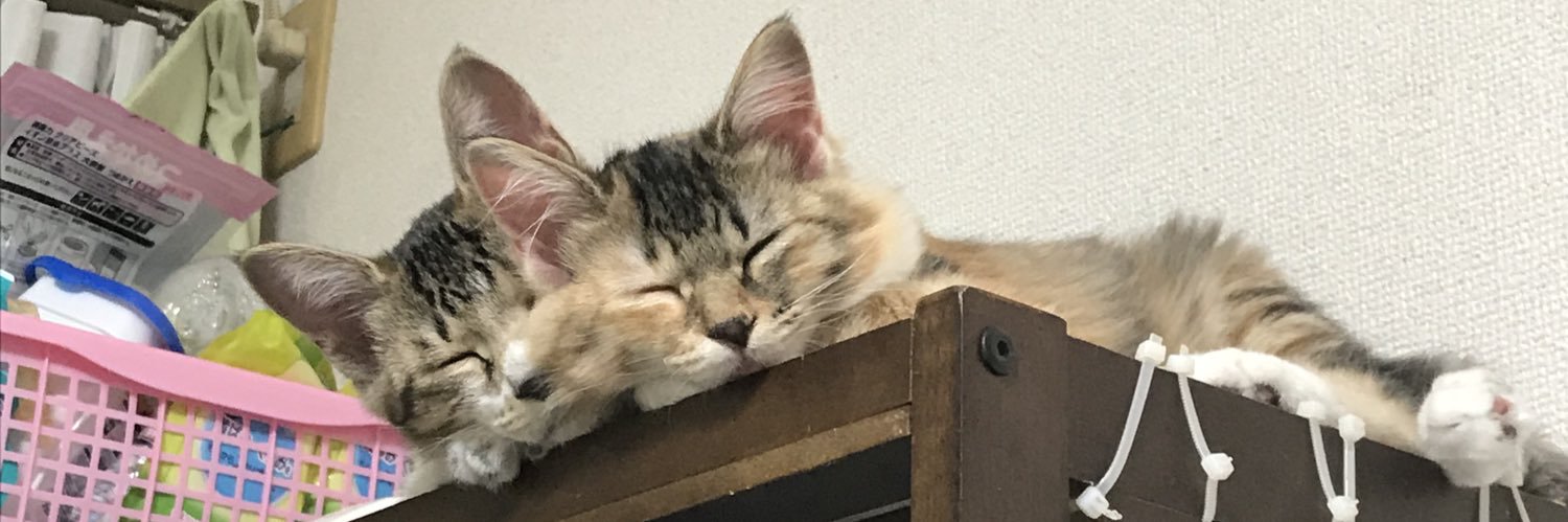 kodamashine's profile banner image