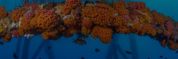 rigstoreef Profile Banner
