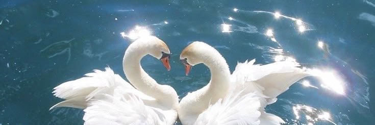 𝐿𝑜𝑠𝑡 𝐼𝑛 𝑉𝑖𝑠𝑖𝑜𝑛𝑠 𓆩♡𓆪's banner