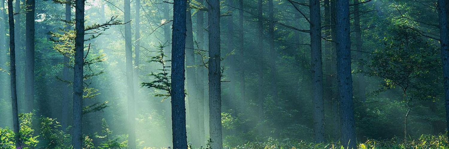 Jérémy Triboque II banner