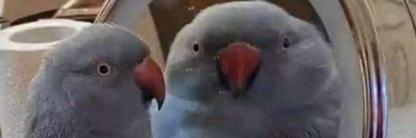 gg_sumida Profile Banner