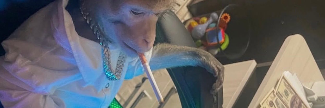 Dazmin D’Leon banner