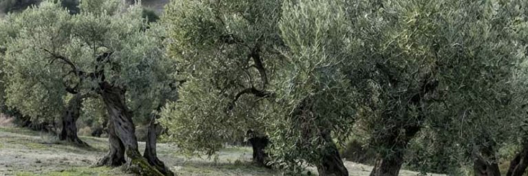 MatadeOlivo's profile banner image