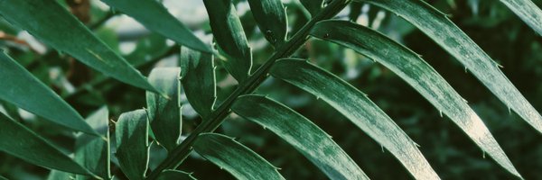 isnotanotter Profile Banner