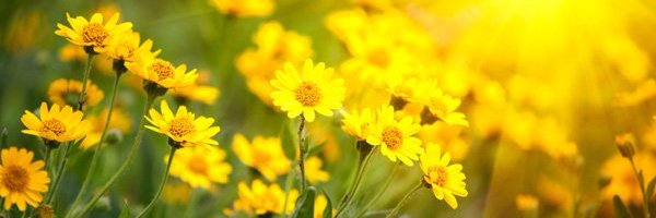 Love Wildflowers banner